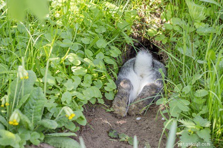 Understanding Rabbit Breathing: Signs, Rates, and Why Nose Breathing Matters