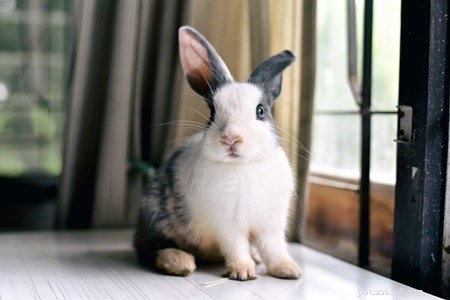 Understanding Rabbit Breathing: Signs, Rates, and Why Nose Breathing Matters