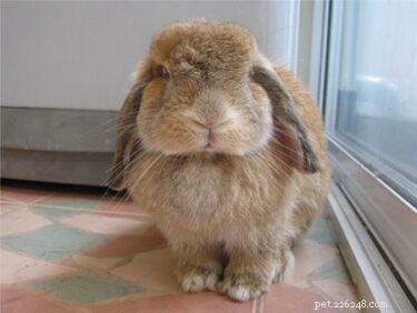 Sudden Destructive Behavior in Rabbits? Find Out Why & How to Stop It