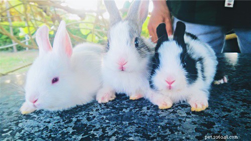 What Does It Mean When My Rabbit Clicks Its Teeth? Understanding Purring vs. Chattering