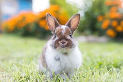 Decoding Rabbit Honking: Signals of Excitement, Mating, and Attention