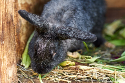 What Does It Mean When My Rabbit Clicks Its Teeth? Understanding Purring vs. Chattering
