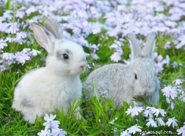 How to Pair Two Rabbits for Optimal Health and Happiness