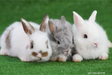 How to Pair Two Rabbits for Optimal Health and Happiness