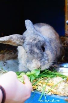 Top 10 Pet Rabbit Breeds: The Most Loved & Family‑Friendly Choices