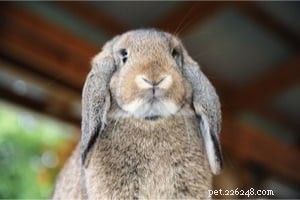 Top 10 Pet Rabbit Breeds: The Most Loved & Family‑Friendly Choices