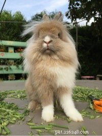 Top 10 Pet Rabbit Breeds: The Most Loved & Family‑Friendly Choices