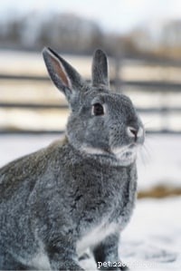 Top 10 Pet Rabbit Breeds: The Most Loved & Family‑Friendly Choices