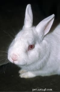 Top 10 Pet Rabbit Breeds: The Most Loved & Family‑Friendly Choices