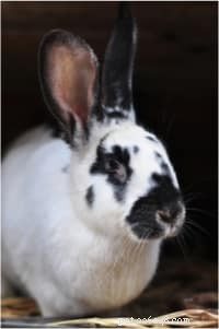 Top 10 Pet Rabbit Breeds: The Most Loved & Family‑Friendly Choices