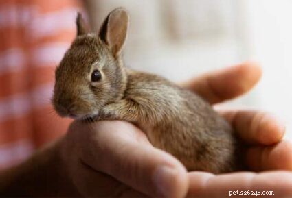 How Quickly Baby Rabbits Grow Their First Fur Coat