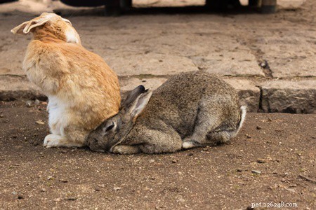 How Rabbits Evolved: From Rodentia to Lagomorphs & Global Domestication