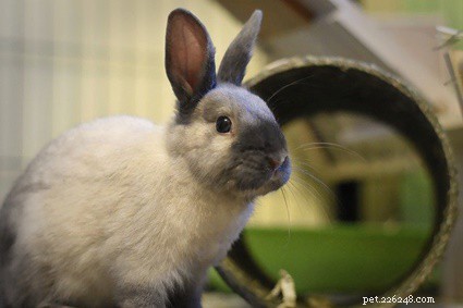 Do Rabbits Truly Know Their Names? How to Train Your Bunny to Respond