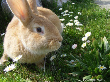 Do Rabbits Truly Know Their Names? How to Train Your Bunny to Respond