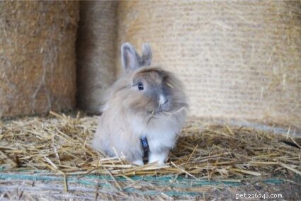 Why Rabbits Eat Their Own Feces: A Scientific Explanation