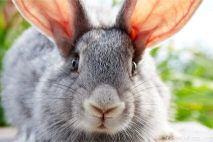 Understanding Rabbit Fur Color Changes: Causes, Timing, and Health Tips