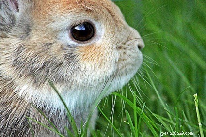 Why Has My Rabbit Lost Interest? 5 Common Causes & Solutions