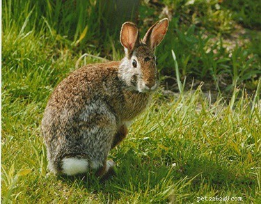 Rabbits  Speed Unveiled: Wild vs. Domestic Top Speeds & How Fast They Can Run