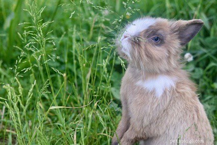 Understanding the Significance of Rabbits Standing on Their Hind Legs