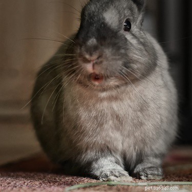 Why Rabbits Binky: The Science Behind Their Joyful Jumps