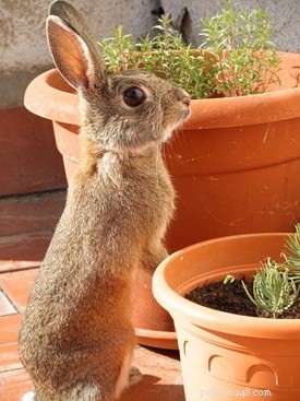 Understanding the Significance of Rabbits Standing on Their Hind Legs