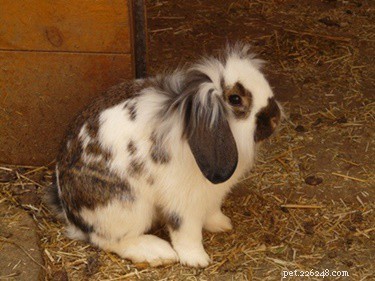 Choosing the Right Cat Litter for Your Rabbit: Safe vs. Harmful Options