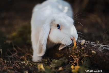 Choosing the Right Cat Litter for Your Rabbit: Safe vs. Harmful Options