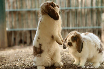 Understanding Rabbit Mounting Behavior: Causes, Signals, and Social Dynamics