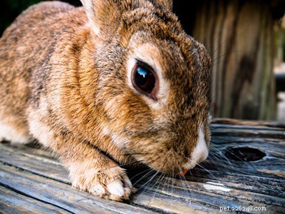Why Does My Rabbit Dig on Me? Decoding Their Behavior & How to Respond