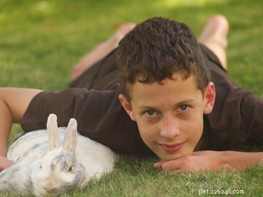 Why Does My Rabbit Dig on Me? Decoding Their Behavior & How to Respond