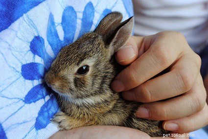 Do Rabbits Really Choose a Favorite Human? How Bonds Grow with Positive Interaction