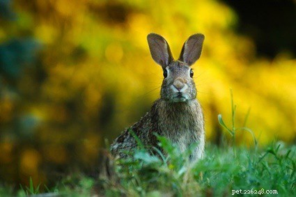 Do Rabbits Have 360-Degree Vision? Discover How They Spot Threats Without Turning Their Heads