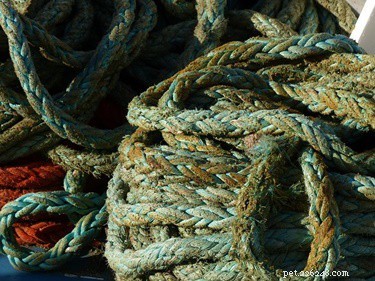 Which Rope Is Safe for Rabbits? Choosing Natural Fibers like Jute, Sisal, and Hemp