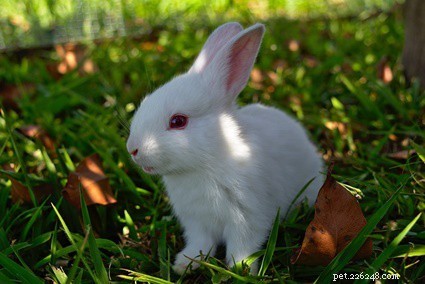 When Is It Safe to Take Baby Rabbits Outdoors?