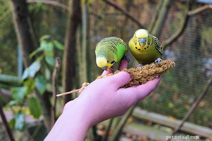 Rabbits & Birds: Safe Co‑habitation Tips