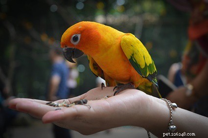 Rabbits & Birds: Safe Co‑habitation Tips