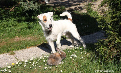 Can Dogs and Rabbits Coexist? Safe Ways to Foster Harmony