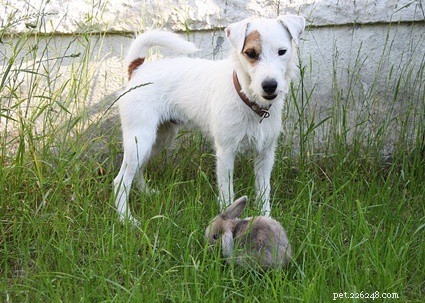 Can Dogs and Rabbits Coexist? Safe Ways to Foster Harmony