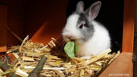 How to Capture Your Rabbit’s Attention: A Gentle, Trust‑Building Guide