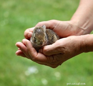 Can Wild Baby Rabbits Thrive in Captivity? Essential Care & Survival Tips