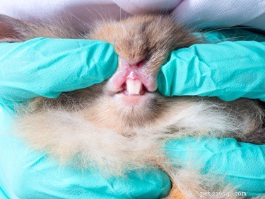 Do Baby Rabbits Have Teeth at Birth? A Clear Guide to Kit Development