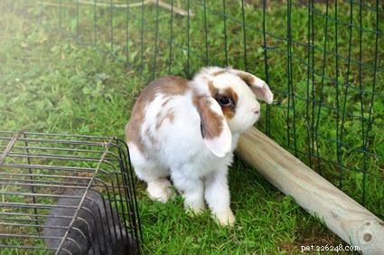 Why Does My Rabbit Chew Without Food? Common Dental Issues Explained