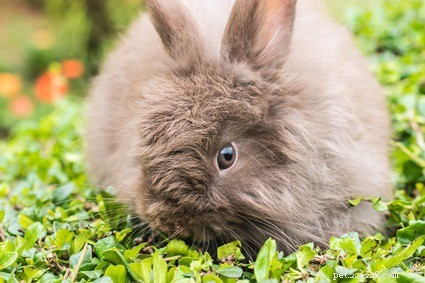 Do Baby Rabbits Have Teeth at Birth? A Clear Guide to Kit Development