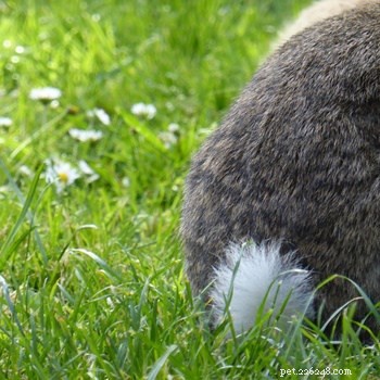 Why Do Rabbits Have Tails? Understanding Their Function and Significance