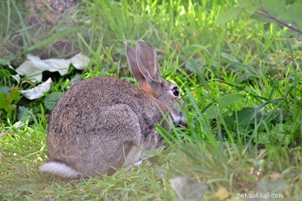 Why Do Rabbits Have Tails? Understanding Their Function and Significance