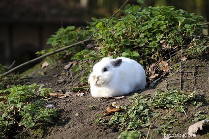 What Does It Mean When Your Rabbit Hides? Understanding the Reasons Behind Hiding Behavior
