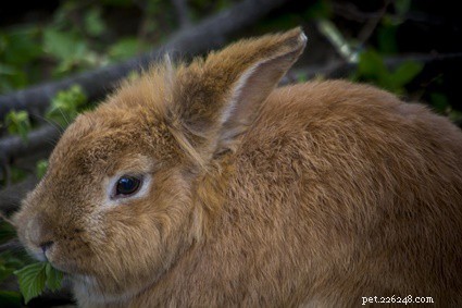 What Does It Mean When Your Rabbit Hides? Understanding the Reasons Behind Hiding Behavior