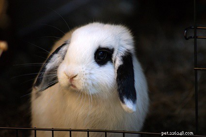 What Does a Rabbit Flop Over? Understanding Bunny Flopping Behavior