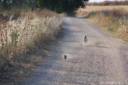 Safeguarding Baby Bunnies: How to Keep Them Safe from Dogs