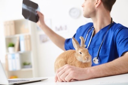 Do Rabbits Contract Tetanus? Understanding the Risks and Prevention